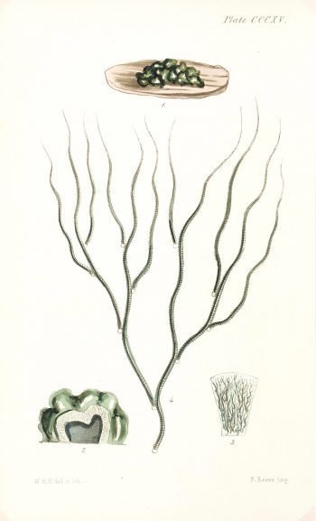 Botanical Print - Seaweed, Reeves, c.1850