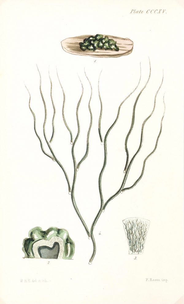 Botanical Print - Seaweed, Reeves, c.1850