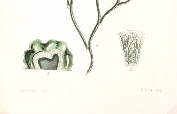 Botanical Print - Seaweed, Reeves, c.1850