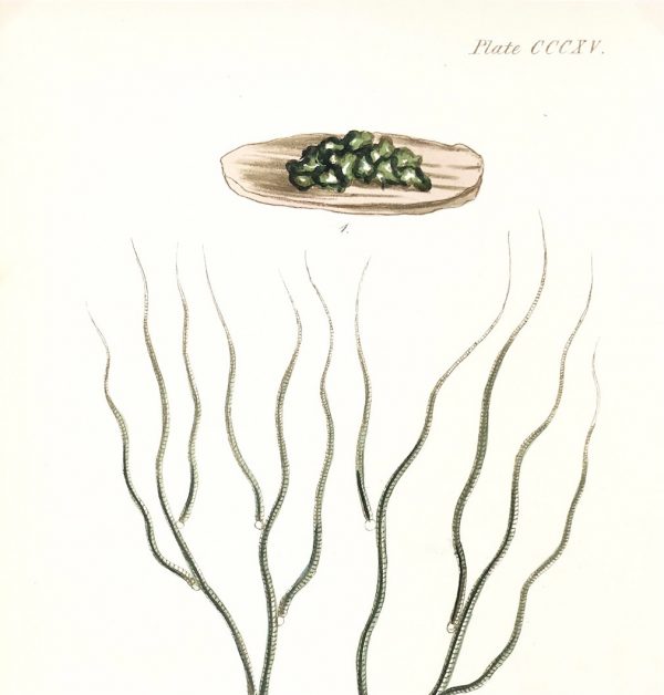 Botanical Print - Seaweed, Reeves, c.1850