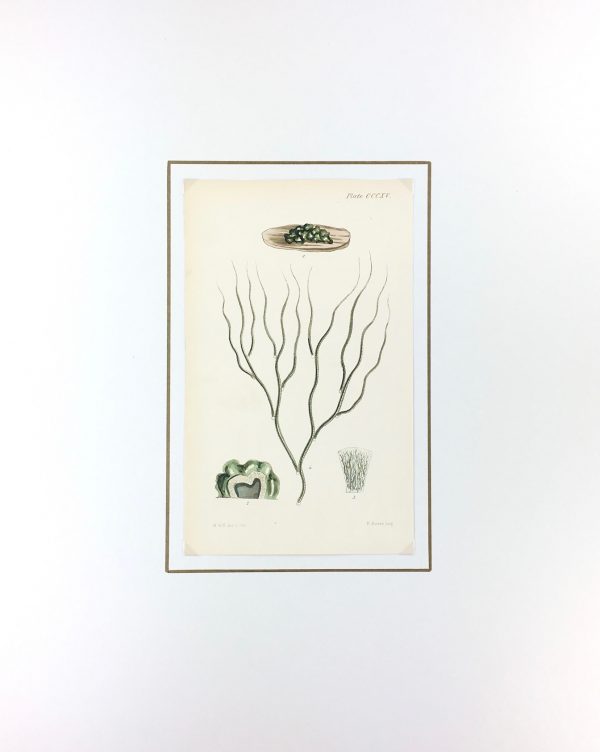 Botanical Print - Seaweed, Reeves, c.1850