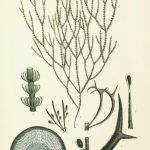 Botanical Print - Seaweed, Reeves, c.1850