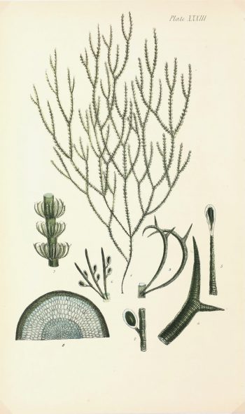 Botanical Print - Seaweed, Reeves, c.1850