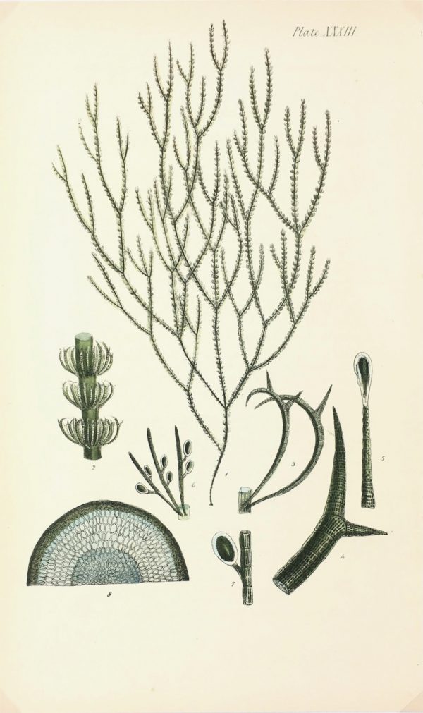 Botanical Print - Seaweed, Reeves, c.1850