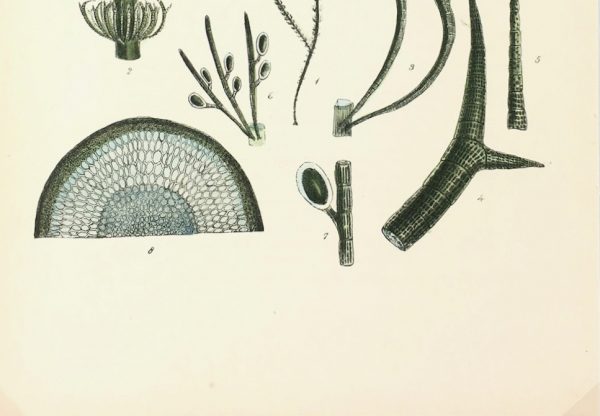 Botanical Print - Seaweed, Reeves, c.1850