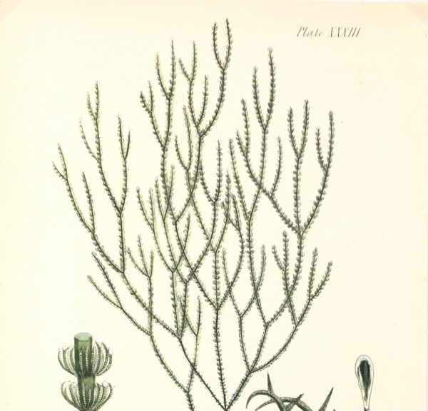 Botanical Print - Seaweed, Reeves, c.1850