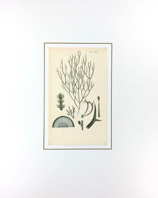 Botanical Print - Seaweed, Reeves, c.1850