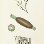 Botanical Print - Seaweed, Reeves, c.1850