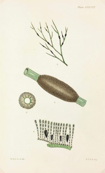Botanical Print - Seaweed, Reeves, c.1850