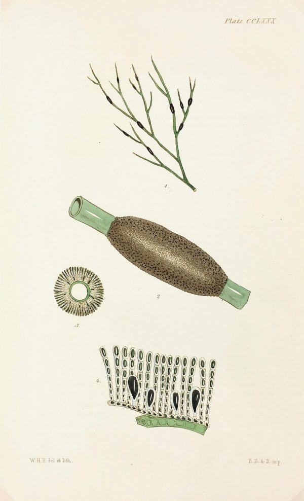 Botanical Print - Seaweed, Reeves, c.1850