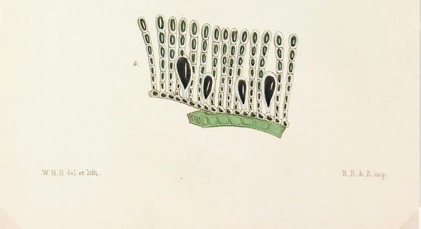 Botanical Print - Seaweed, Reeves, c.1850