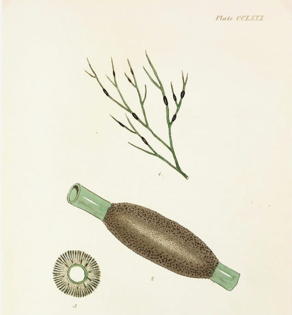 Botanical Print - Seaweed, Reeves, c.1850