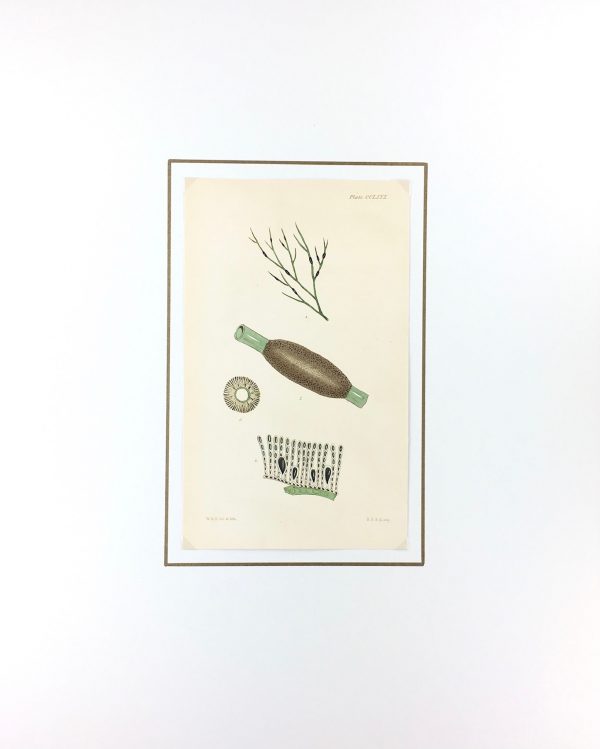 Botanical Print - Seaweed, Reeves, c.1850