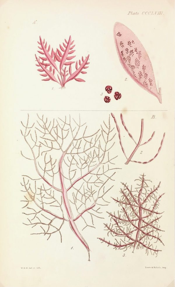 Botanical Print - Seaweed, Reeves, c.1850