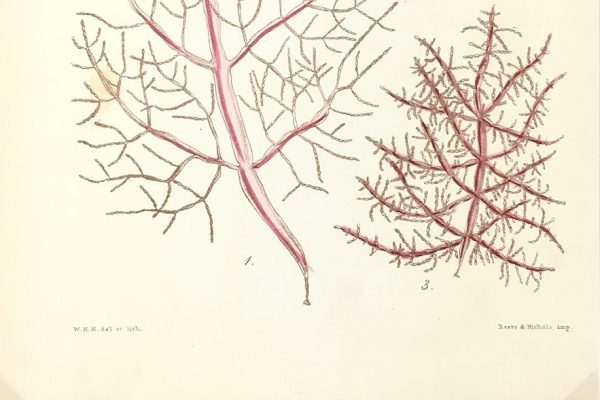 Botanical Print - Seaweed, Reeves, c.1850