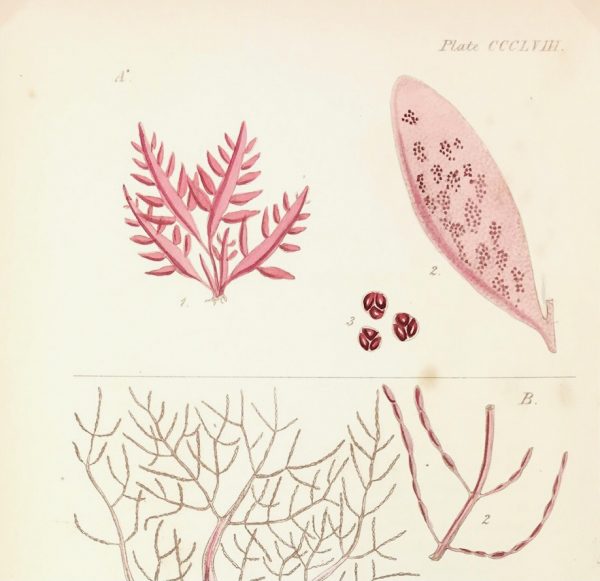 Botanical Print - Seaweed, Reeves, c.1850