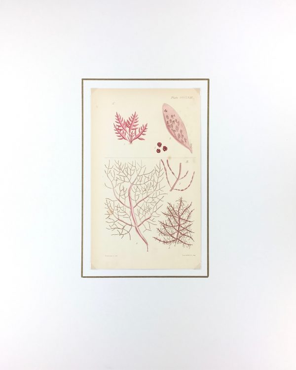 Botanical Print - Seaweed, Reeves, c.1850