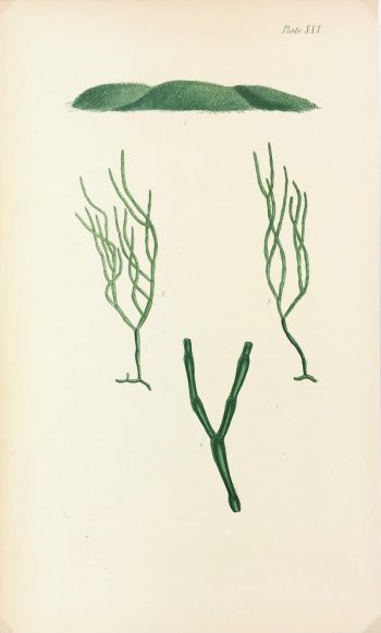 Botanical Print - Seaweed, Reeves, C.1850