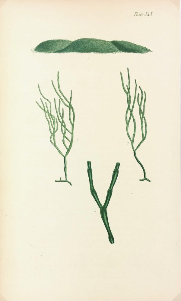 Botanical Print - Seaweed, Reeves, C.1850