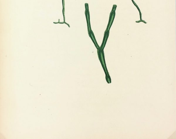 Botanical Print - Seaweed, Reeves, C.1850