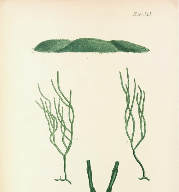 Botanical Print - Seaweed, Reeves, C.1850