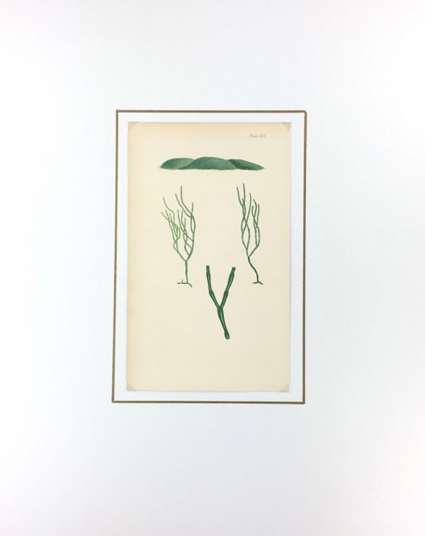 Botanical Print - Seaweed, Reeves, C.1850