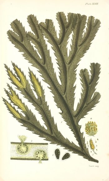Botanical Print - Seaweed, Reeves, c.1850