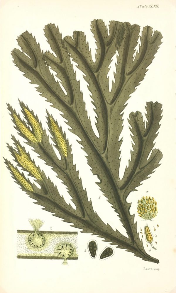 Botanical Print - Seaweed, Reeves, c.1850