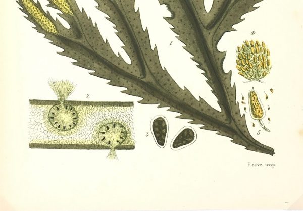 Botanical Print - Seaweed, Reeves, c.1850