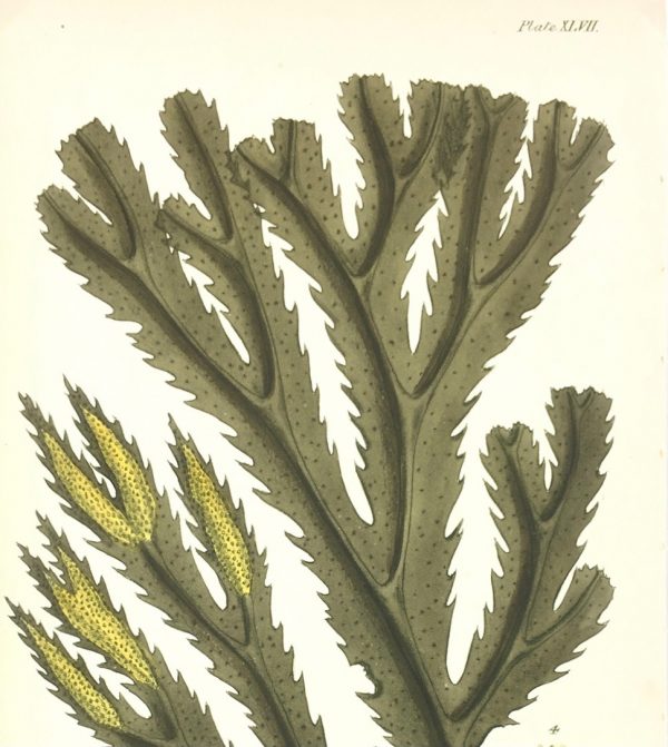 Botanical Print - Seaweed, Reeves, c.1850