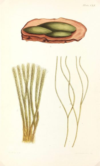 Botanical Print - Seaweed, Reeves, c.1850