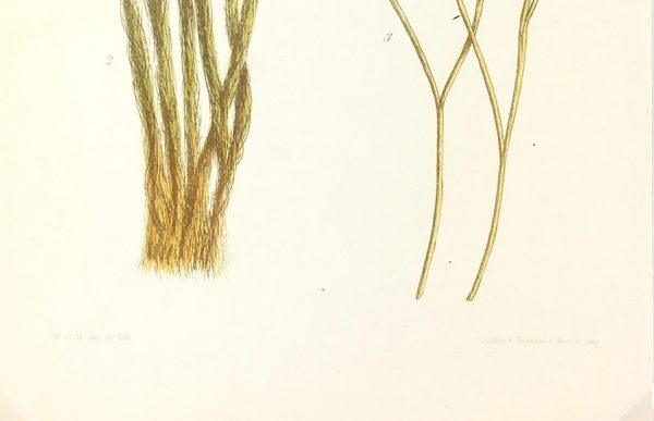 Botanical Print - Seaweed, Reeves, c.1850
