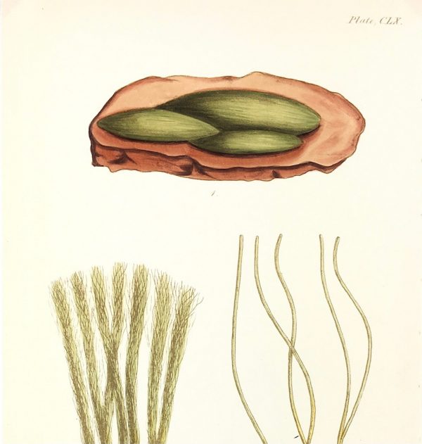 Botanical Print - Seaweed, Reeves, c.1850