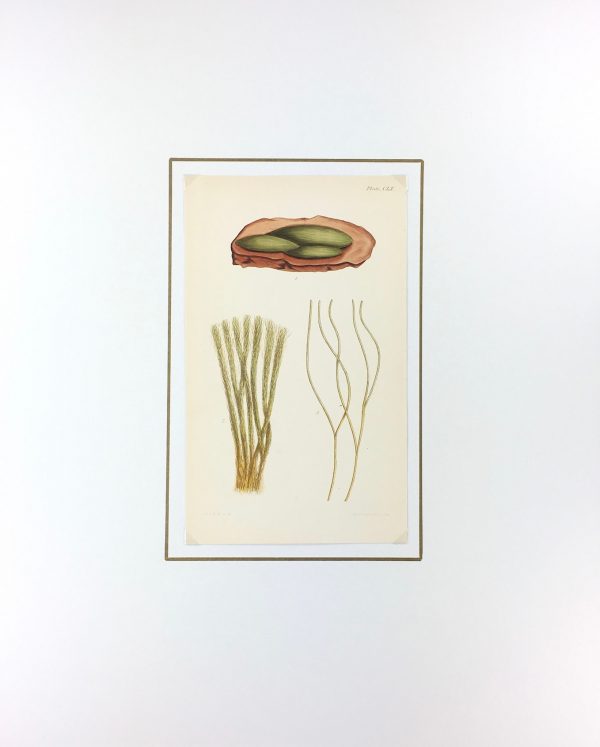 Botanical Print - Seaweed, Reeves, c.1850