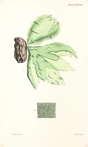 Botanical Print - Seaweed, Reeves, c.1850