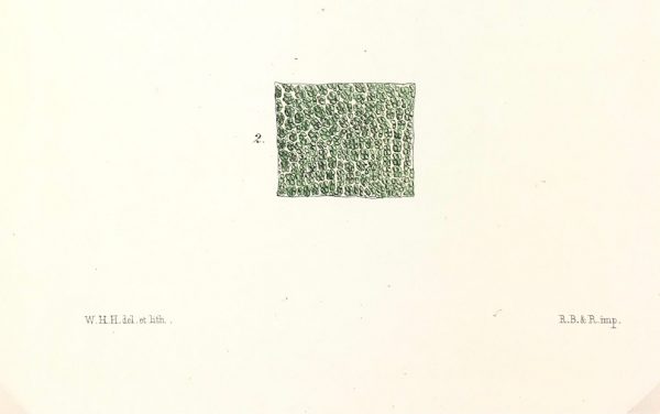 Botanical Print - Seaweed, Reeves, c.1850