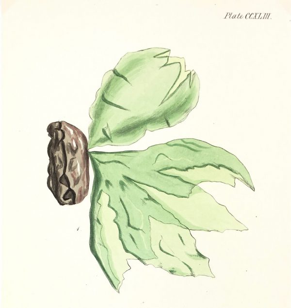 Botanical Print - Seaweed, Reeves, c.1850