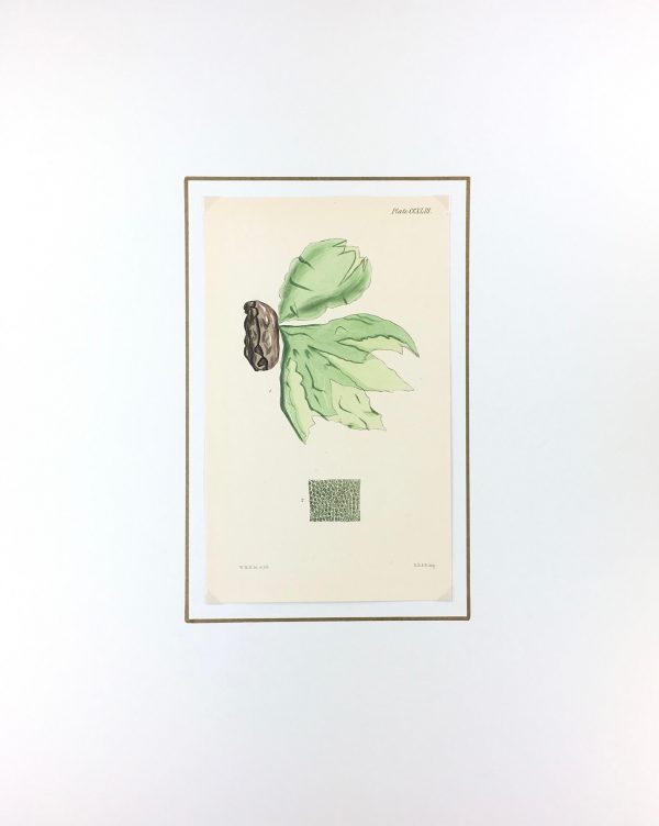 Botanical Print - Seaweed, Reeves, c.1850