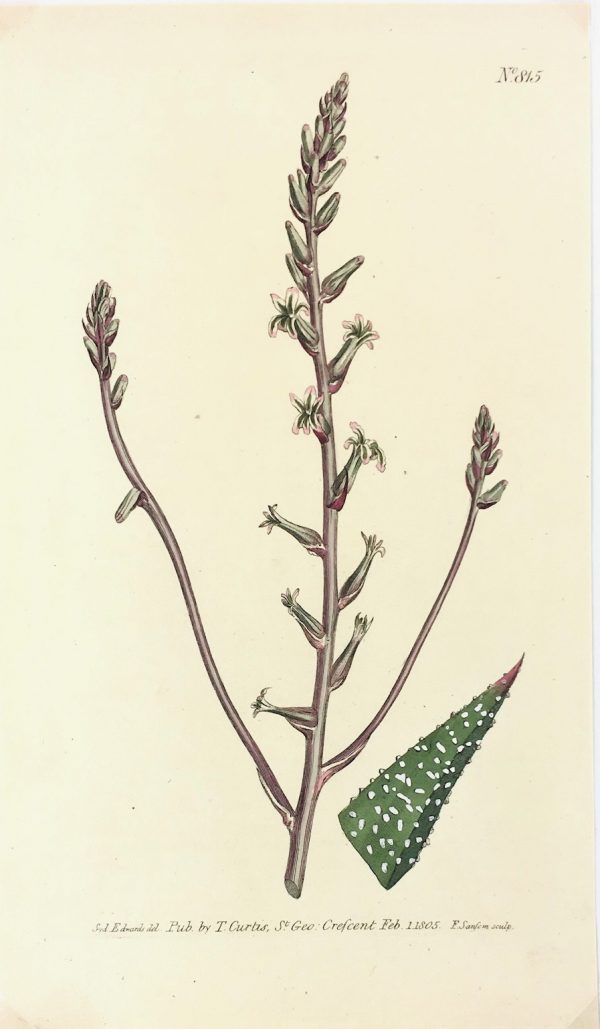 Botanical Print - Botanical, Curtis, 1805
