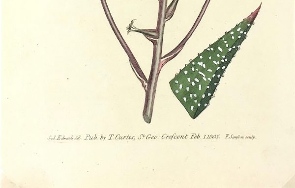 Botanical Print - Botanical, Curtis, 1805