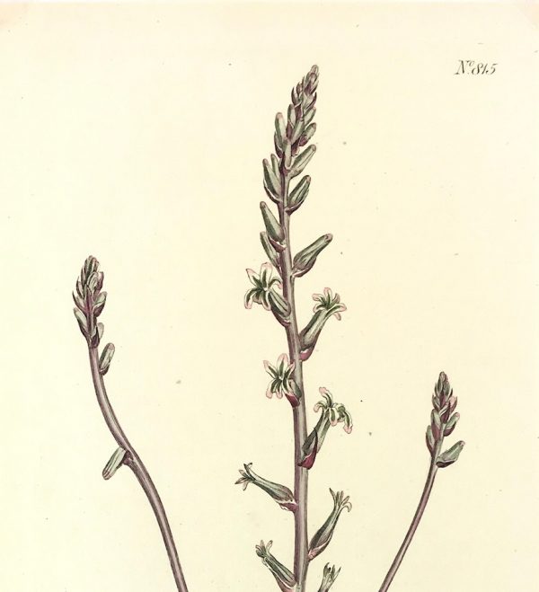 Botanical Print - Botanical, Curtis, 1805