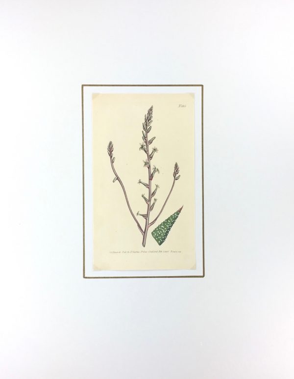 Botanical Print - Botanical, Curtis, 1805