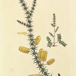 Botanical Print - Botanical, Curtis, 1790