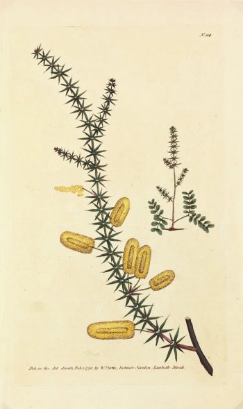 Botanical Print - Botanical, Curtis, 1790