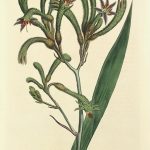 Botanical Print - Botanical, Curtis, 1808