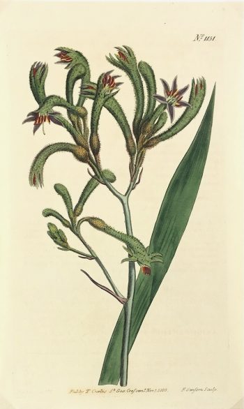 Botanical Print - Botanical, Curtis, 1808