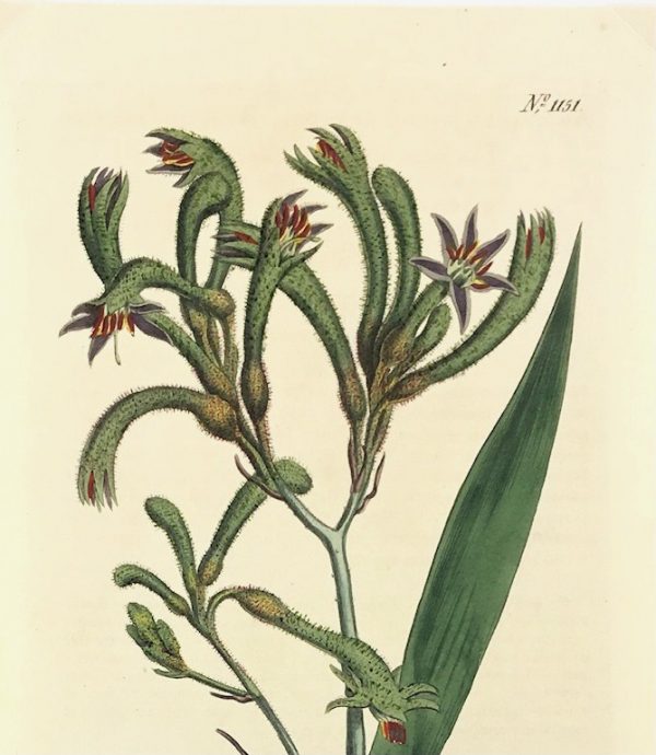 Botanical Print - Botanical, Curtis, 1808