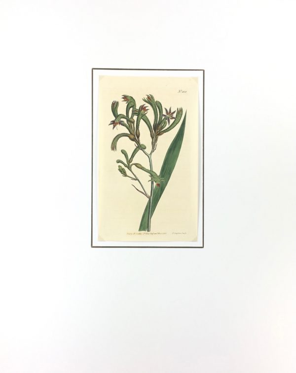 Botanical Print - Botanical, Curtis, 1808