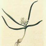 Botanical Print - Botanical, Curtis, 1809