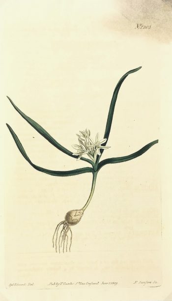 Botanical Print - Botanical, Curtis, 1809